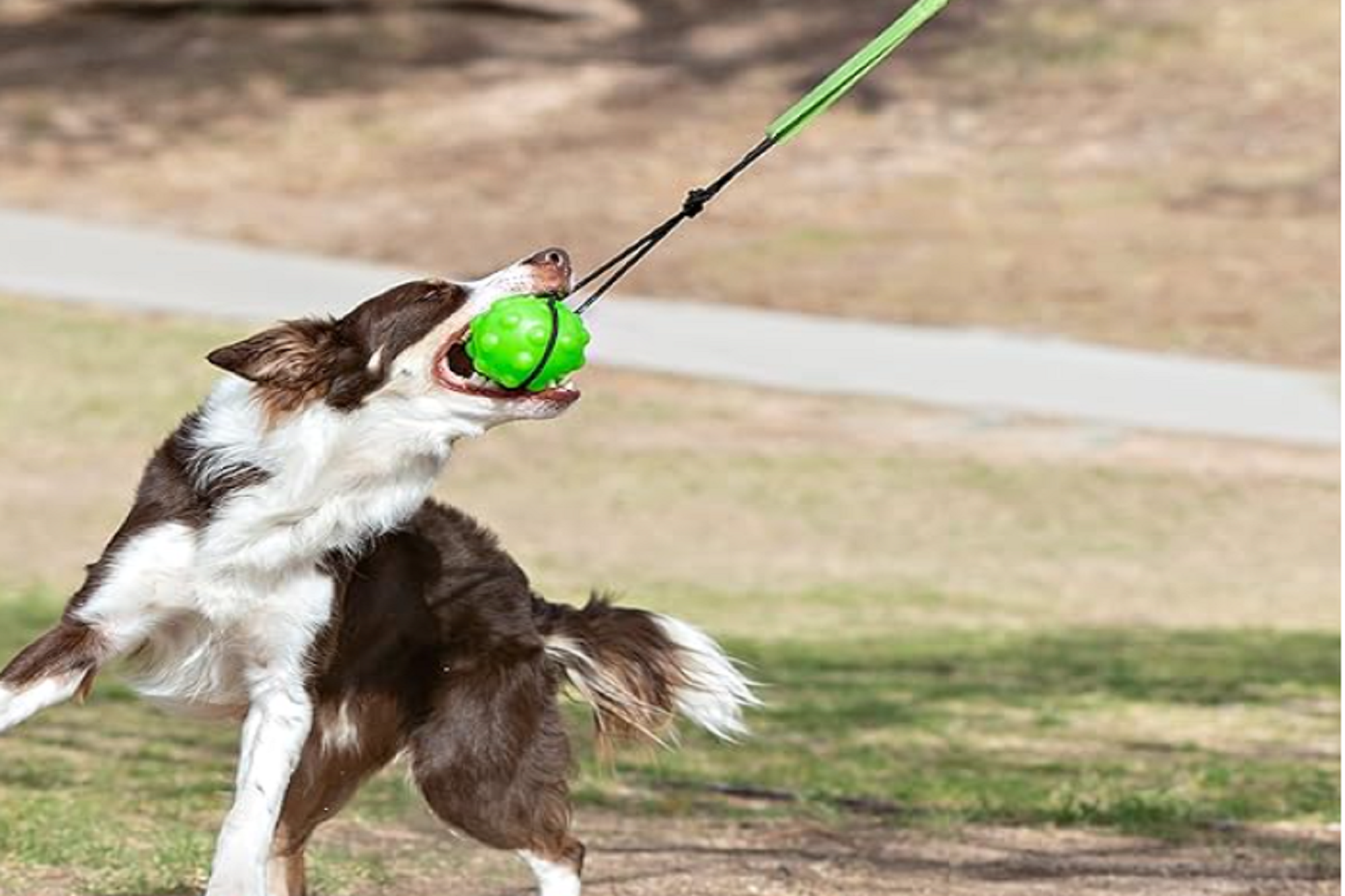 Bungee Tree Hugger Toy