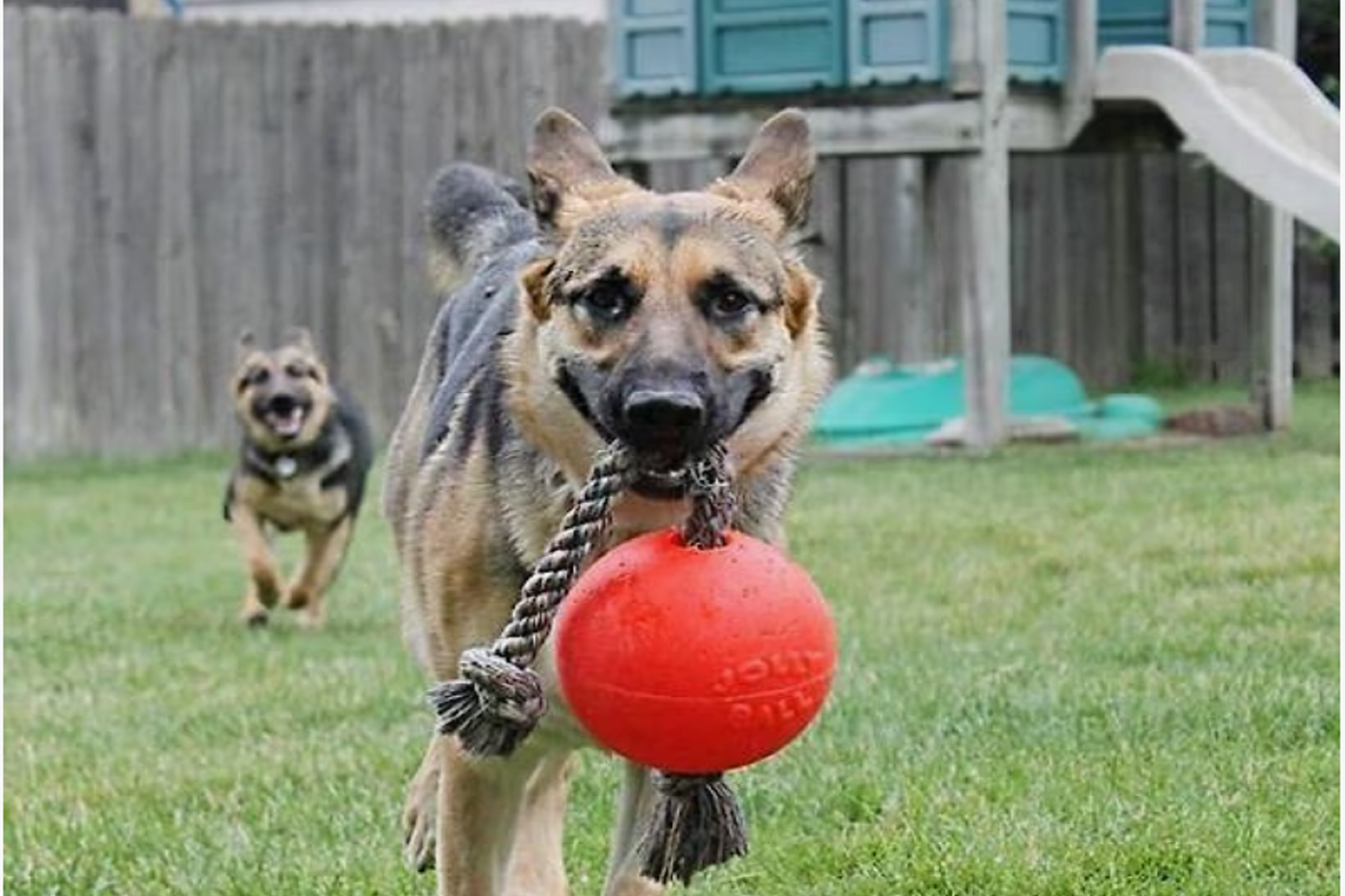 Romp n Roll Ball with Rope