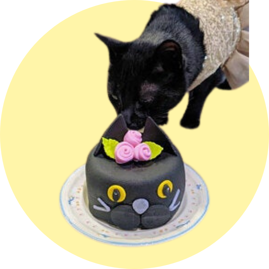 Cat Birthday Cakes | Handmade Cat Cakes | Fresh, Made to Order Cat