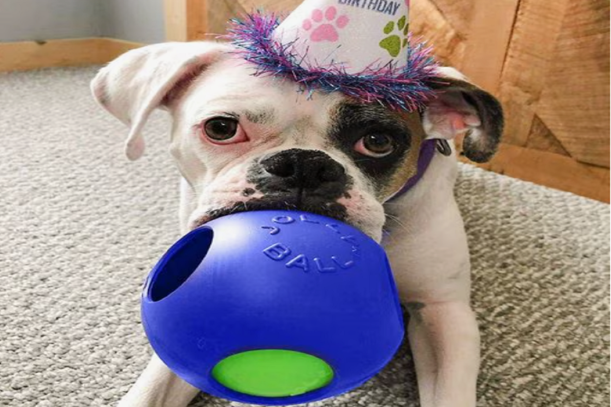 Teaser Dog Toy with Ball Inside