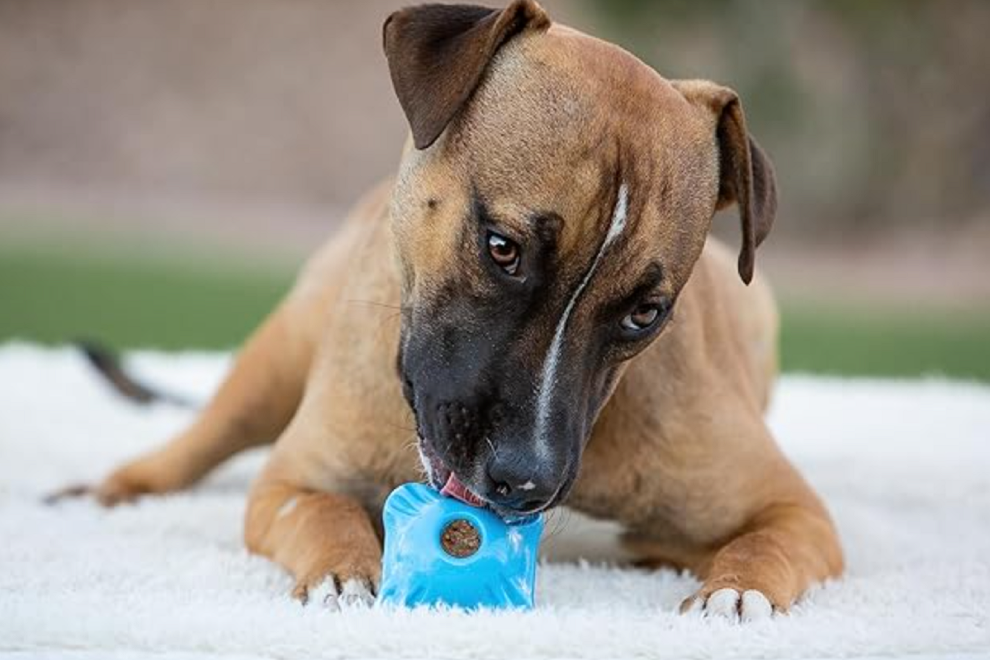 Tough Squarble Chew Toy