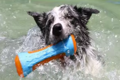 Squeaky Dog Rubber Water Toy