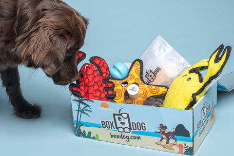 Dog Mystery Box Dog Toy Box Gift for Dog Mystery Gift Gifts for