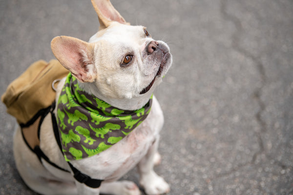 French Bulldog Backpack Harness Set