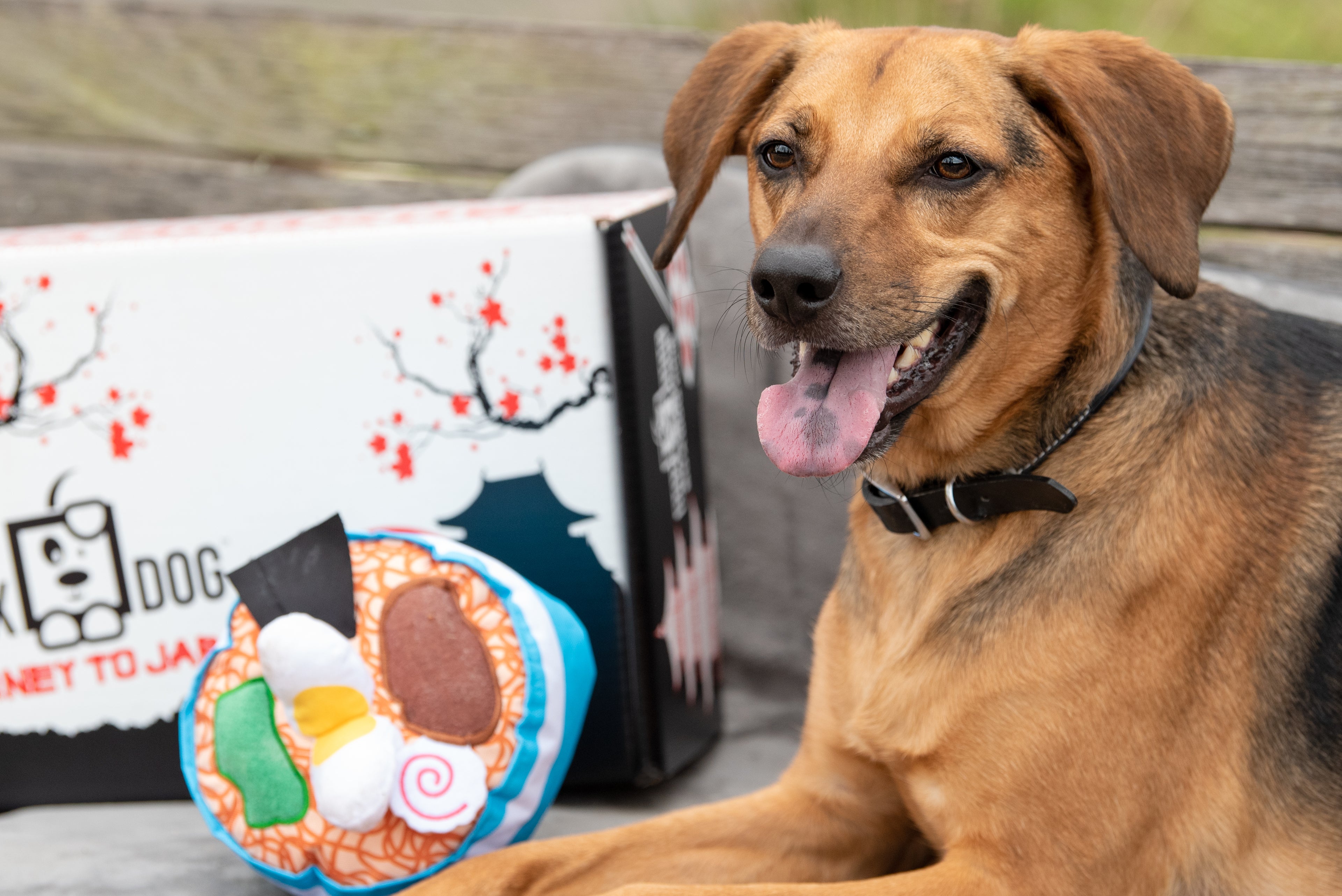 BoxDog Seasonal Subscription Box
