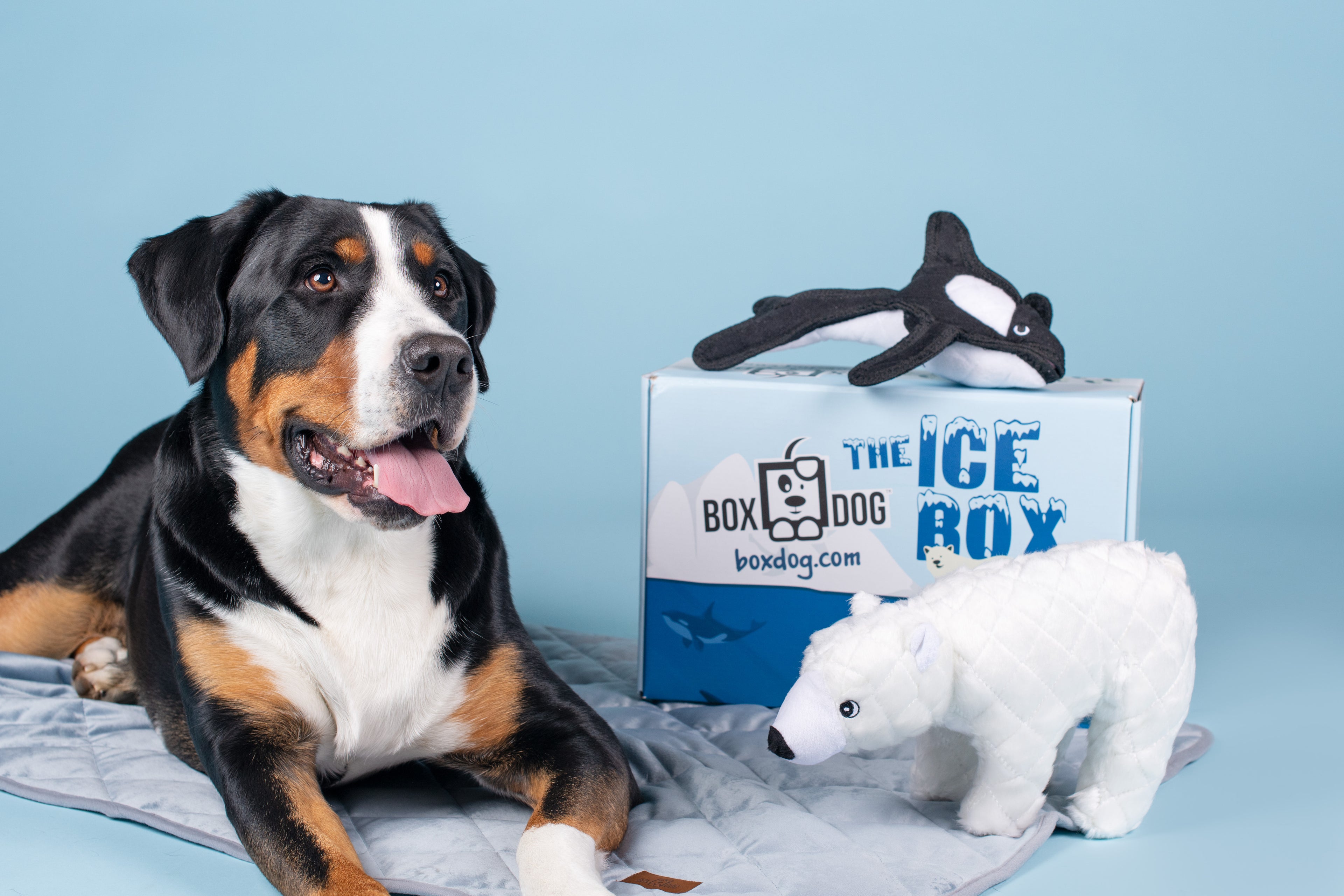 BoxDog Velvet Dog Blanket | Beautiful Blue Dog Mat | Soft Dog Blanket