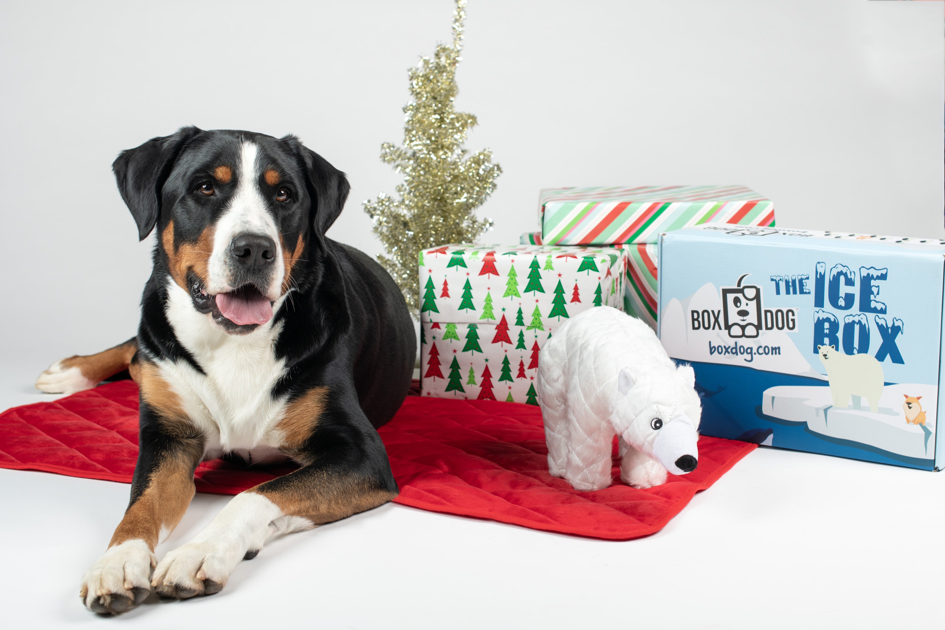 BoxDog Seasonal Subscription Box