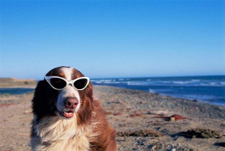 dog with sunglasses