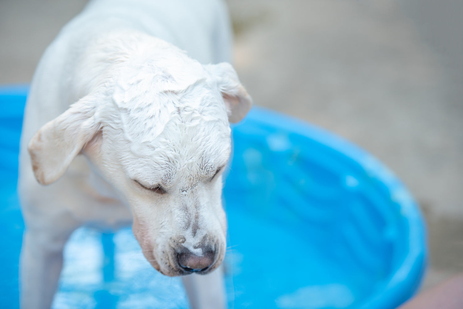 dog getting blueberry facial