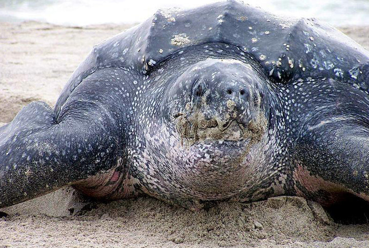 leatherback sea turtle