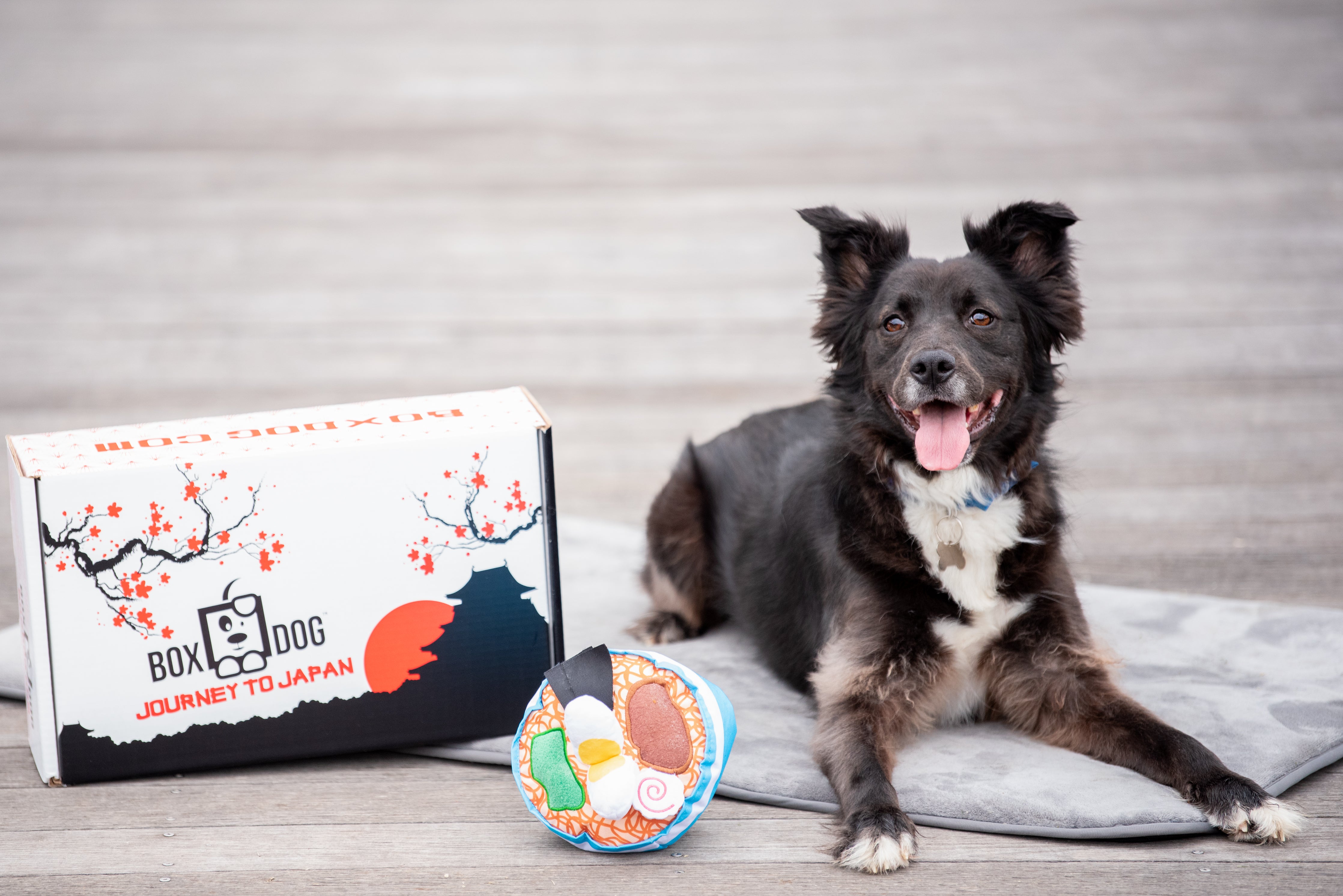 Spring Box – BoxDog
