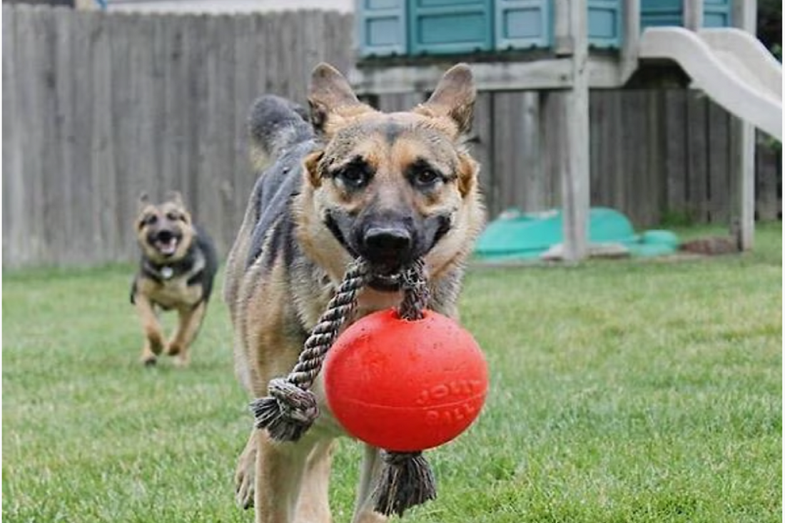 Romp n Roll Ball with Rope