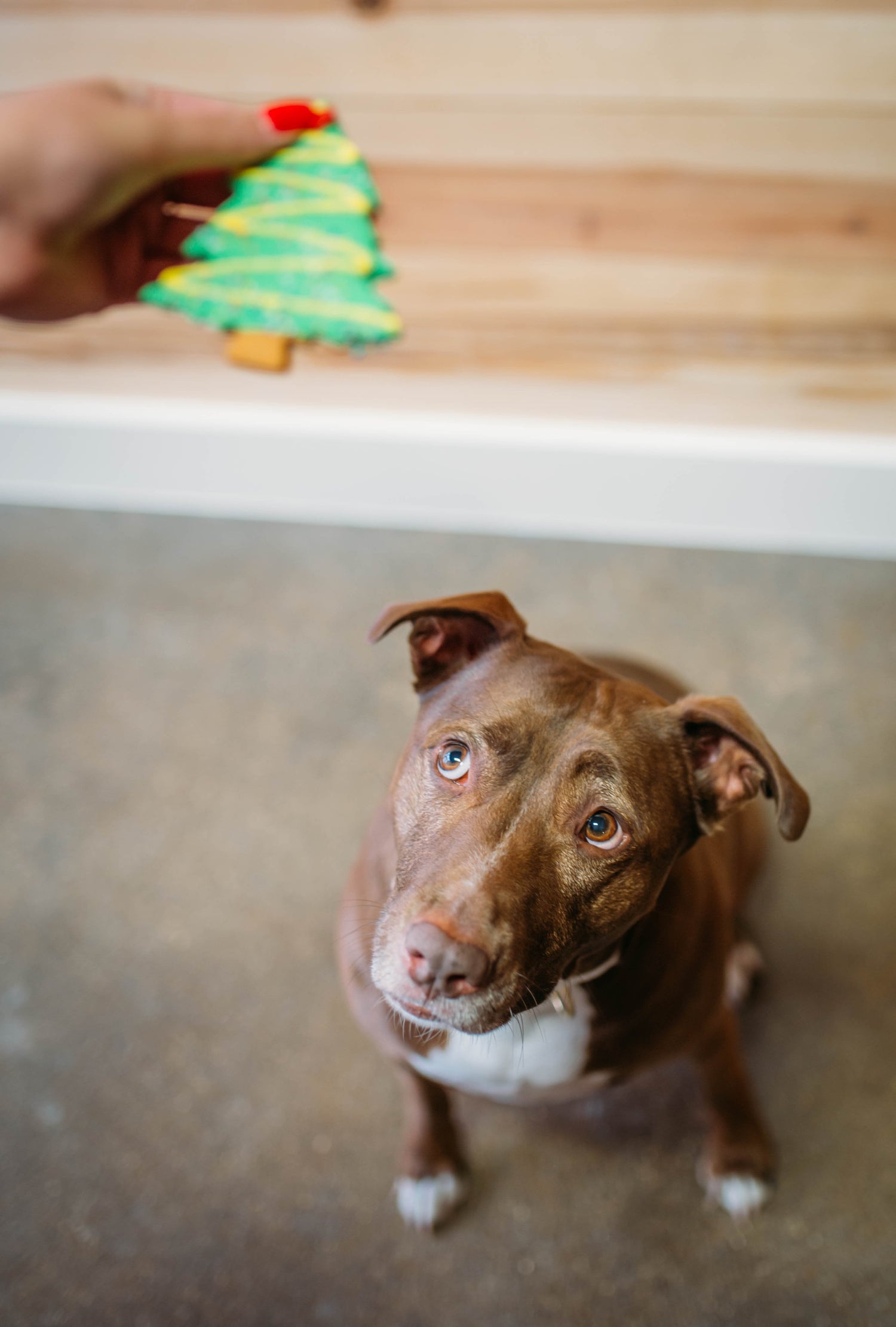 Christmas Tree Dog Cookie