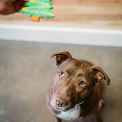 Christmas Tree Dog Cookie