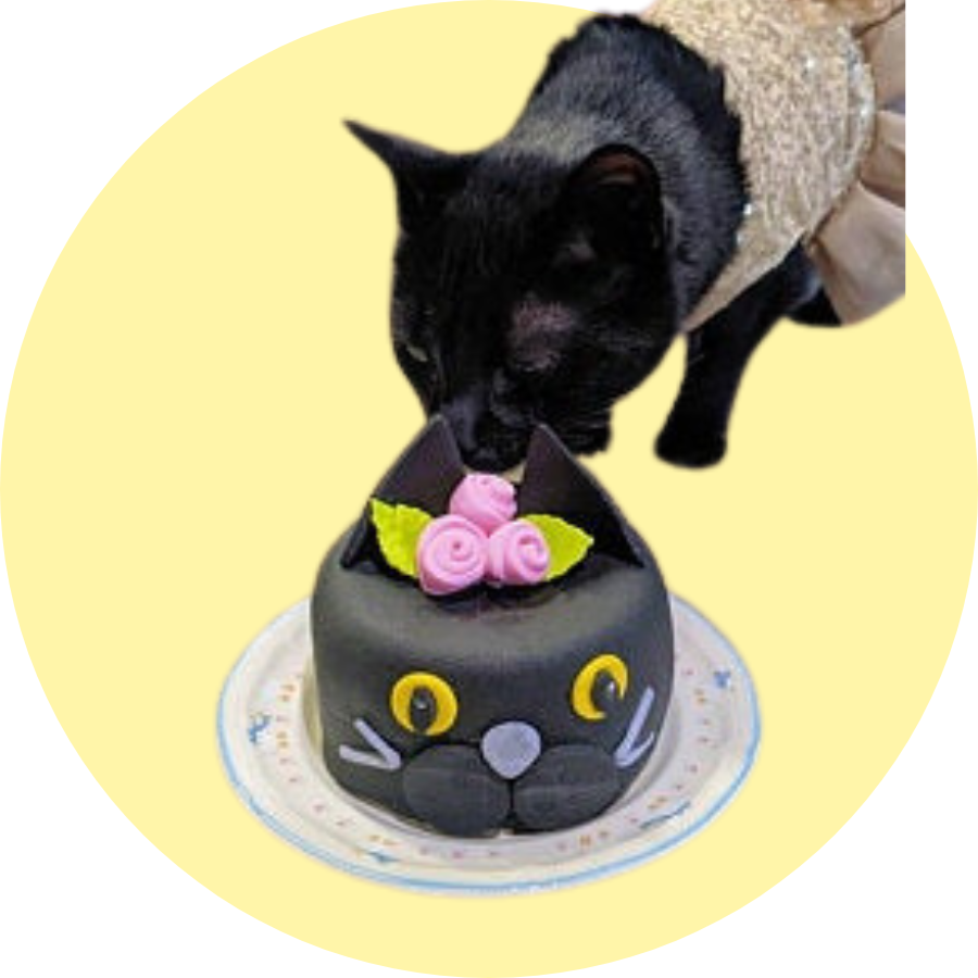 Black Birthday Cake for Cats