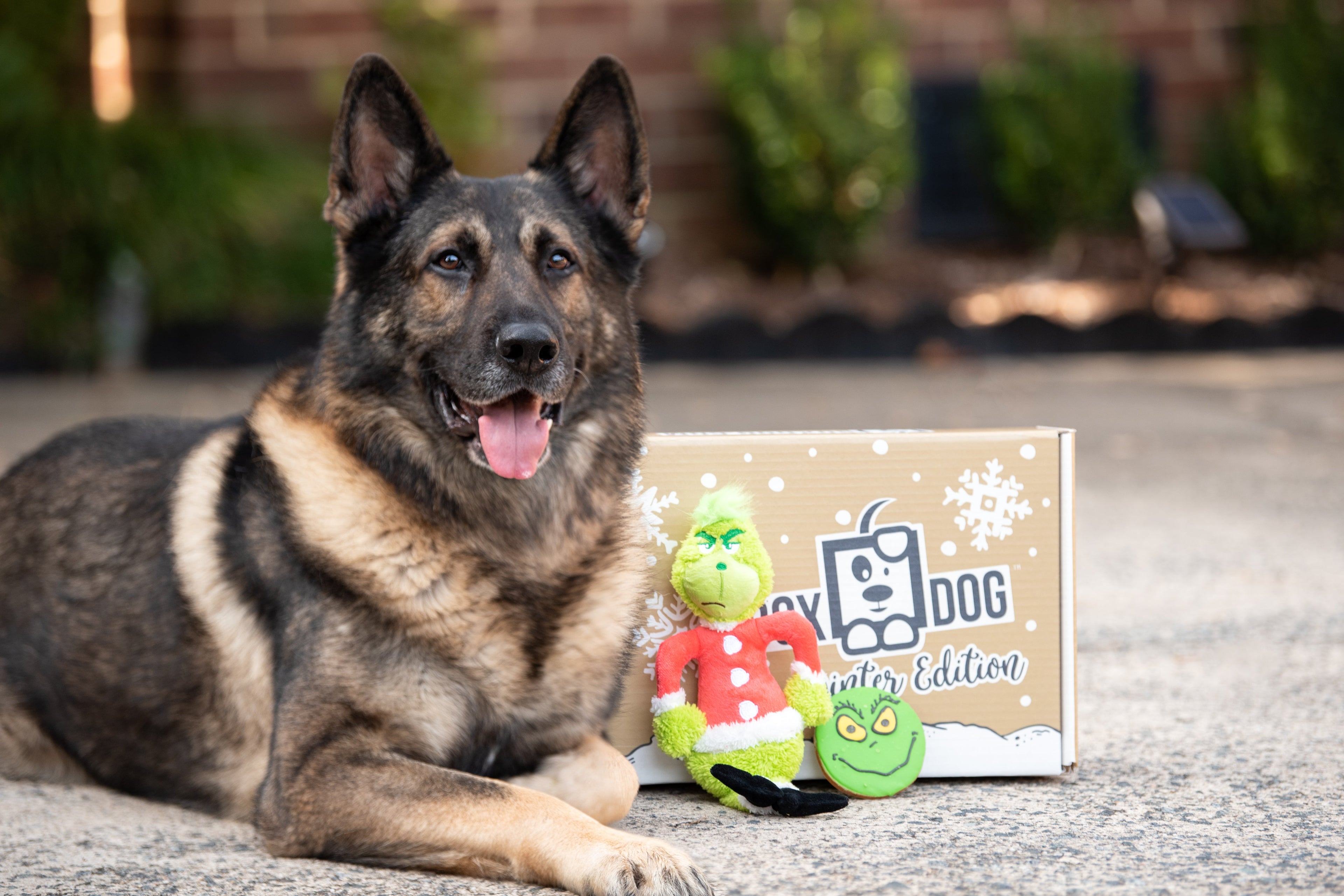 Christmas Grinch Dog Cookie