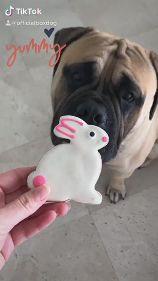 White Bunny Dog Cookie