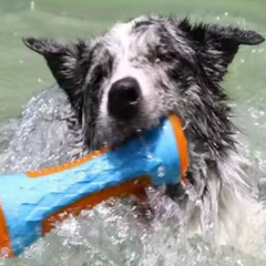 Squeaky Dog Rubber Water Toy