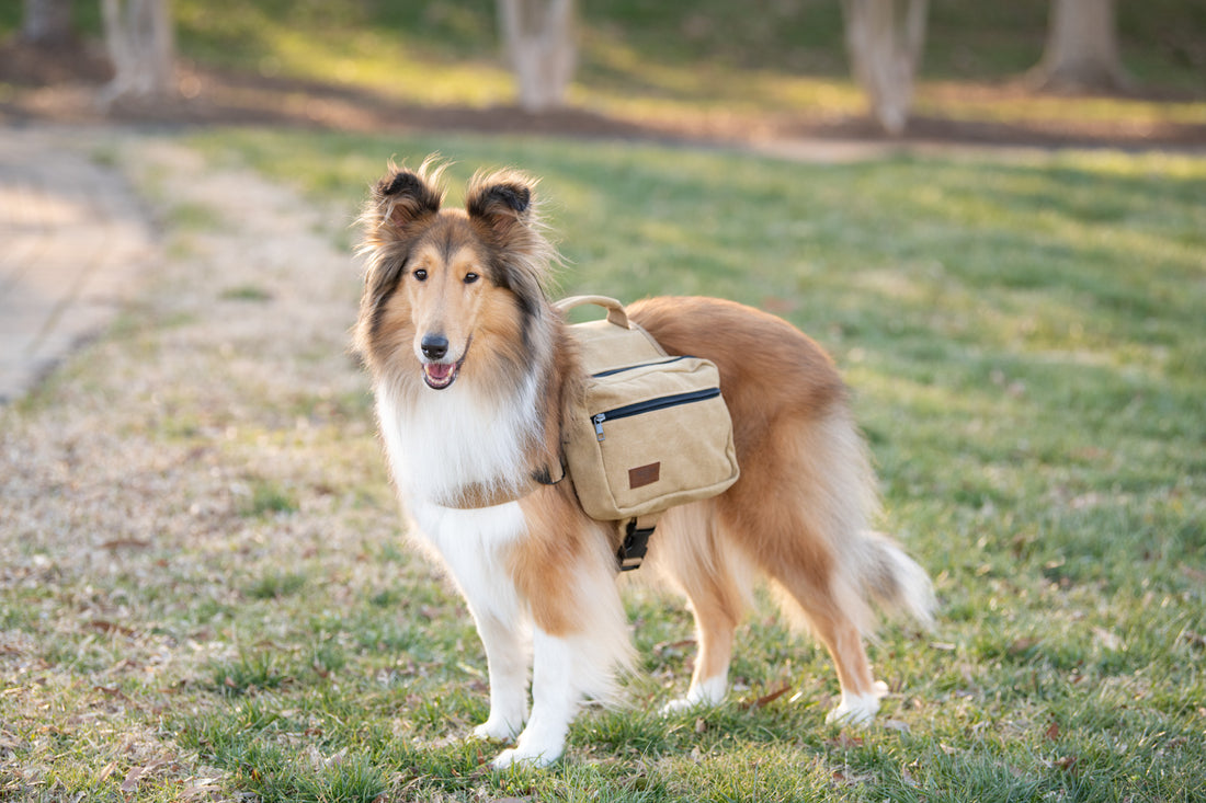 BoxDog Saddlebag