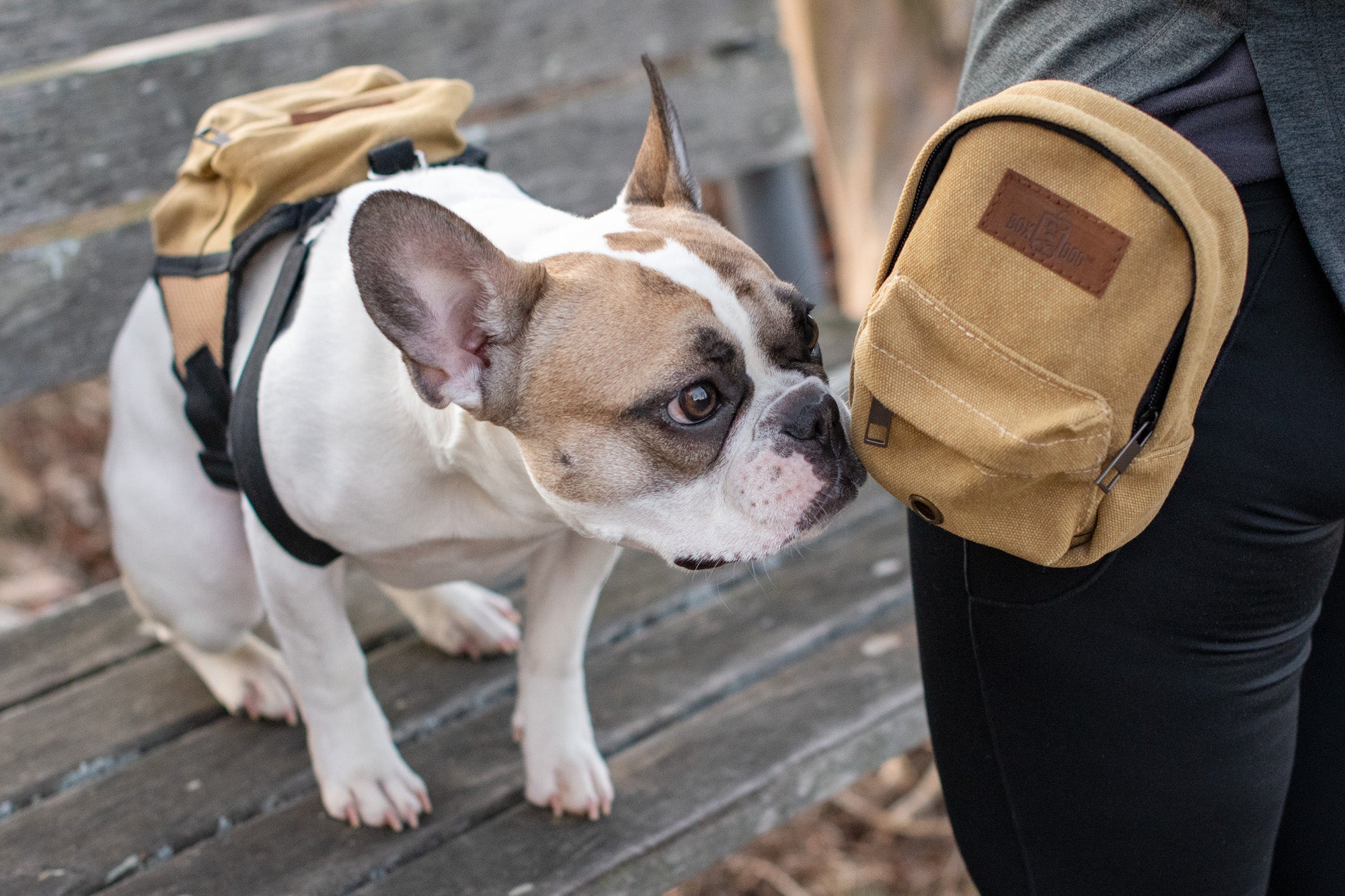 Dog Backpack Set