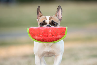 BoxDog Tough Watermelon Toy