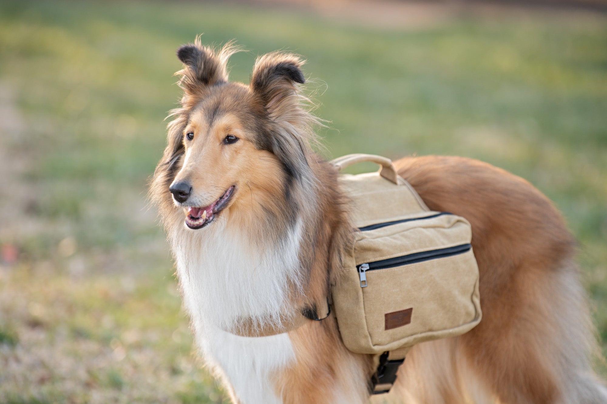 BoxDog Saddlebag for Dogs | Dog Harness Backpack