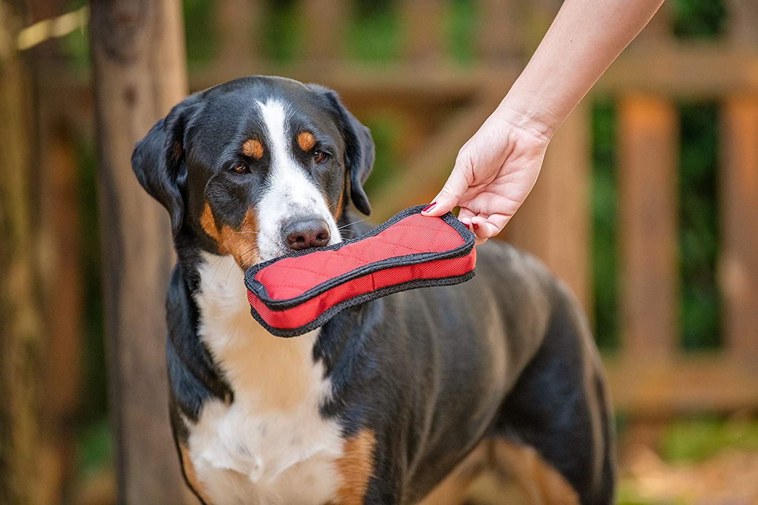 BoxDog Tough Chewer Dog Toys | Dog Pull Toys and Dog Rings for Aggressive Chewers