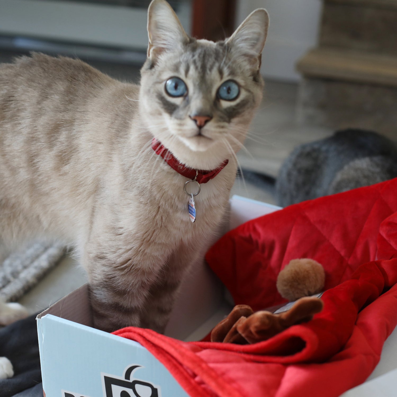 BoxCat Seasonal Subscription Box