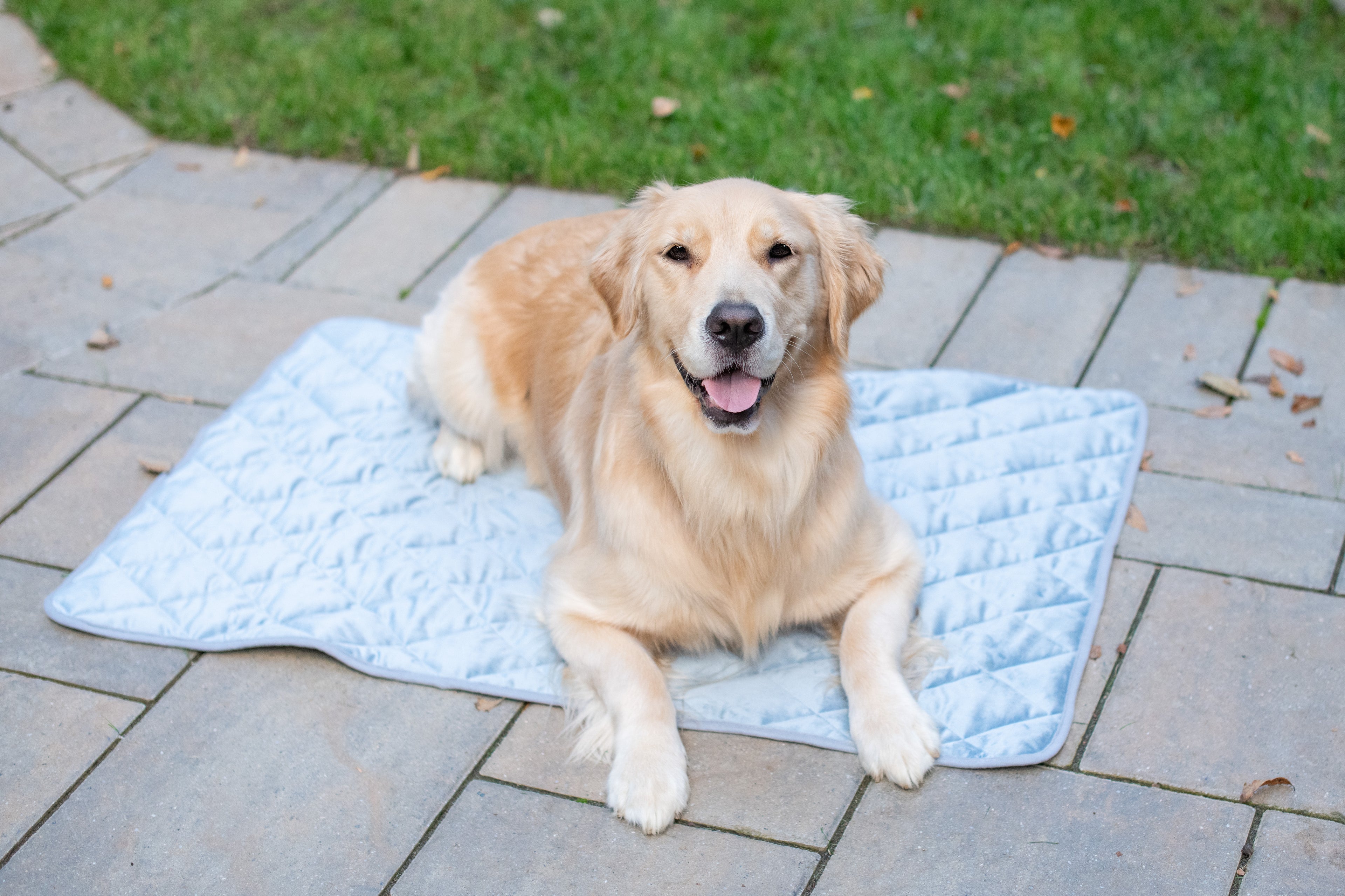 BoxDog Velvet Dog Blanket | Beautiful Blue Dog Mat | Soft Dog Blanket