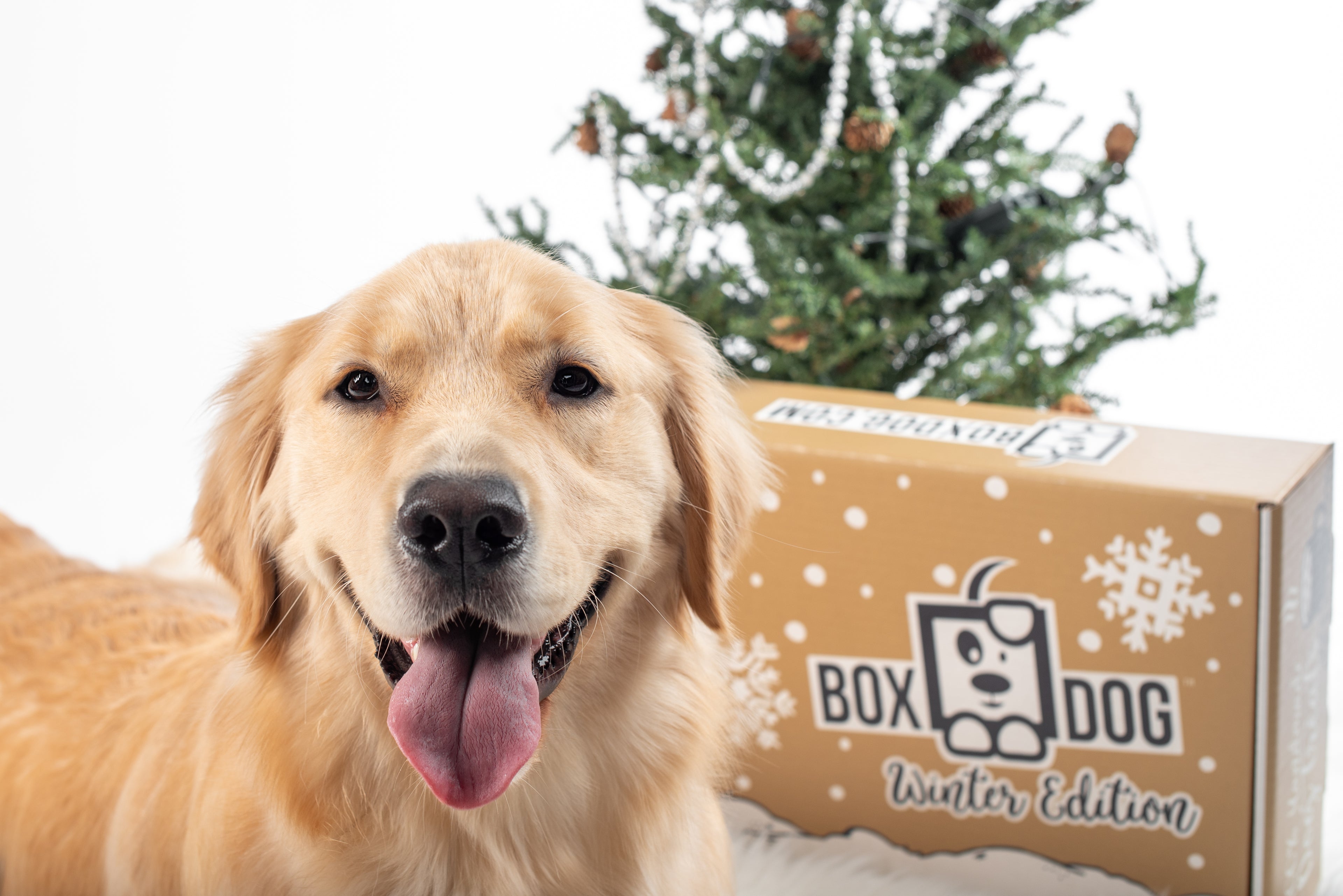 BoxDog Seasonal Subscription Box