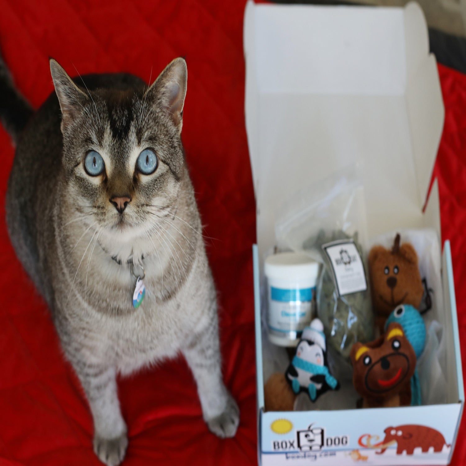 BoxCat Basic Monthly Box