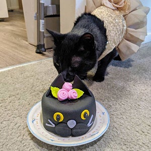 cat cake the cake